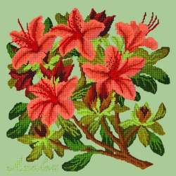 Elizabeth Bradley, Evergreens, AZALEA - 16x16 pollici Elizabeth Bradley - 9