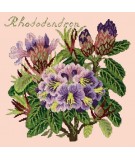 Elizabeth Bradley, Evergreens, RHODODENDRON - 16x16 pollici Elizabeth Bradley - 3