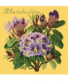 Elizabeth Bradley, Evergreens, RHODODENDRON - 16x16 pollici Elizabeth Bradley - 11