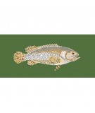 Elizabeth Bradley, The Fishes, BRINDLED GROUPER - 28x11 pollici Elizabeth Bradley - 6