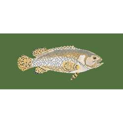 Elizabeth Bradley, The Fishes, BRINDLED GROUPER - 28x11 pollici Elizabeth Bradley - 6