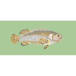 Elizabeth Bradley, The Fishes, BRINDLED GROUPER - 28x11 pollici Elizabeth Bradley - 9