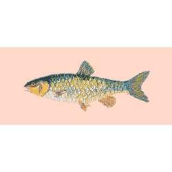 Elizabeth Bradley, The Fishes, FRESHWATER CHUB - 28x11 pollici Elizabeth Bradley - 3