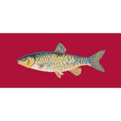 Elizabeth Bradley, The Fishes, FRESHWATER CHUB - 28x11 pollici Elizabeth Bradley - 4