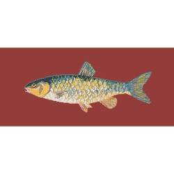 Elizabeth Bradley, The Fishes, FRESHWATER CHUB - 28x11 pollici Elizabeth Bradley - 5