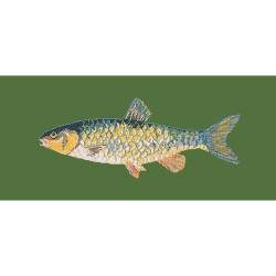 Elizabeth Bradley, The Fishes, FRESHWATER CHUB - 28x11 pollici Elizabeth Bradley - 6