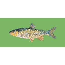 Elizabeth Bradley, The Fishes, FRESHWATER CHUB - 28x11 pollici Elizabeth Bradley - 7