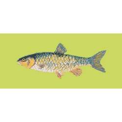 Elizabeth Bradley, The Fishes, FRESHWATER CHUB - 28x11 pollici Elizabeth Bradley - 8