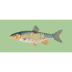 Elizabeth Bradley, The Fishes, FRESHWATER CHUB - 28x11 pollici Elizabeth Bradley - 9