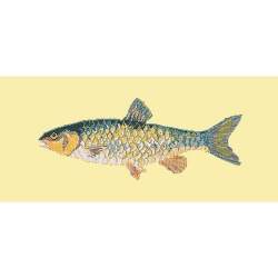 Elizabeth Bradley, The Fishes, FRESHWATER CHUB - 28x11 pollici Elizabeth Bradley - 10