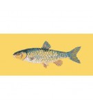 Elizabeth Bradley, The Fishes, FRESHWATER CHUB - 28x11 pollici Elizabeth Bradley - 11