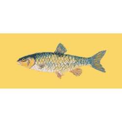 Elizabeth Bradley, The Fishes, FRESHWATER CHUB - 28x11 pollici Elizabeth Bradley - 11