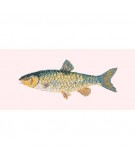 Elizabeth Bradley, The Fishes, FRESHWATER CHUB - 28x11 pollici Elizabeth Bradley - 12