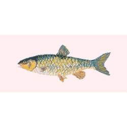 Elizabeth Bradley, The Fishes, FRESHWATER CHUB - 28x11 pollici Elizabeth Bradley - 12