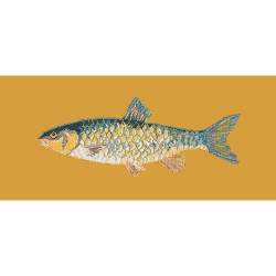 Elizabeth Bradley, The Fishes, FRESHWATER CHUB - 28x11 pollici Elizabeth Bradley - 13