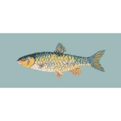 Elizabeth Bradley, The Fishes, FRESHWATER CHUB - 28x11 pollici Elizabeth Bradley - 14