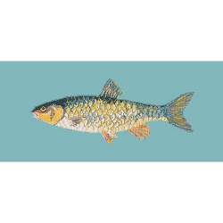 Elizabeth Bradley, The Fishes, FRESHWATER CHUB - 28x11 pollici Elizabeth Bradley - 15