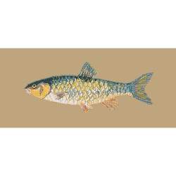 Elizabeth Bradley, The Fishes, FRESHWATER CHUB - 28x11 pollici Elizabeth Bradley - 17