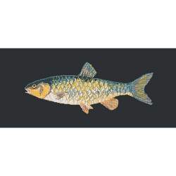 Elizabeth Bradley, The Fishes, FRESHWATER CHUB - 28x11 pollici Elizabeth Bradley - 18