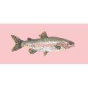 Elizabeth Bradley, The Fishes, RAIMBOW TROUT - 28x11 pollici Elizabeth Bradley - 2