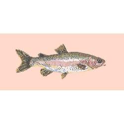 Elizabeth Bradley, The Fishes, RAIMBOW TROUT - 28x11 pollici Elizabeth Bradley - 3