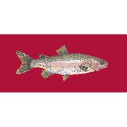 Elizabeth Bradley, The Fishes, RAIMBOW TROUT - 28x11 pollici Elizabeth Bradley - 4