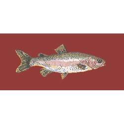 Elizabeth Bradley, The Fishes, RAIMBOW TROUT - 28x11 pollici Elizabeth Bradley - 5