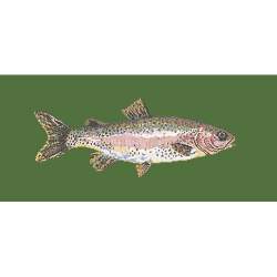 Elizabeth Bradley, The Fishes, RAIMBOW TROUT - 28x11 pollici Elizabeth Bradley - 6