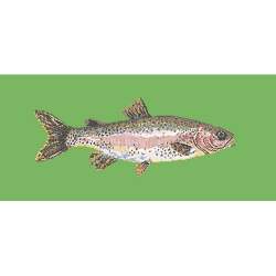 Elizabeth Bradley, The Fishes, RAIMBOW TROUT - 28x11 pollici Elizabeth Bradley - 7