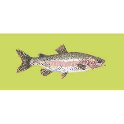 Elizabeth Bradley, The Fishes, RAIMBOW TROUT - 28x11 pollici Elizabeth Bradley - 8