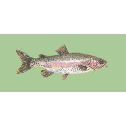 Elizabeth Bradley, The Fishes, RAIMBOW TROUT - 28x11 pollici Elizabeth Bradley - 9