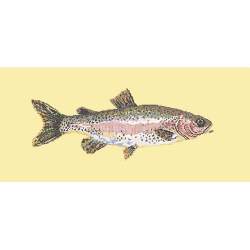 Elizabeth Bradley, The Fishes, RAIMBOW TROUT - 28x11 pollici Elizabeth Bradley - 10