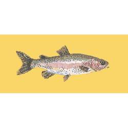 Elizabeth Bradley, The Fishes, RAIMBOW TROUT - 28x11 pollici Elizabeth Bradley - 11