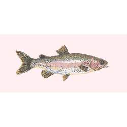 Elizabeth Bradley, The Fishes, RAIMBOW TROUT - 28x11 pollici Elizabeth Bradley - 12