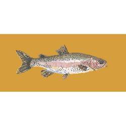 Elizabeth Bradley, The Fishes, RAIMBOW TROUT - 28x11 pollici Elizabeth Bradley - 13