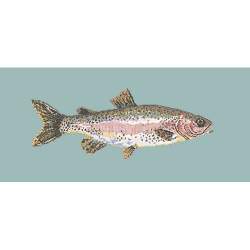 Elizabeth Bradley, The Fishes, RAIMBOW TROUT - 28x11 pollici Elizabeth Bradley - 14