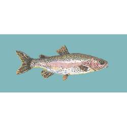 Elizabeth Bradley, The Fishes, RAIMBOW TROUT - 28x11 pollici Elizabeth Bradley - 15