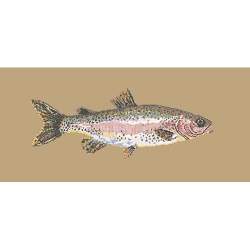 Elizabeth Bradley, The Fishes, RAIMBOW TROUT - 28x11 pollici Elizabeth Bradley - 17