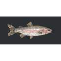 Elizabeth Bradley, The Fishes, RAIMBOW TROUT - 28x11 pollici Elizabeth Bradley - 18