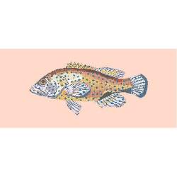 Elizabeth Bradley, The Fishes, VERMILION SEABASS - 28x11 pollici Elizabeth Bradley - 3