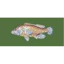 Elizabeth Bradley, The Fishes, VERMILION SEABASS - 28x11 pollici Elizabeth Bradley - 6