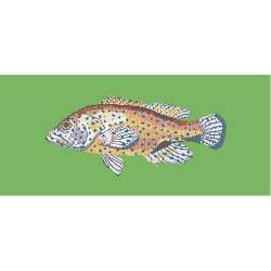 Elizabeth Bradley, The Fishes, VERMILION SEABASS - 28x11 pollici Elizabeth Bradley - 7