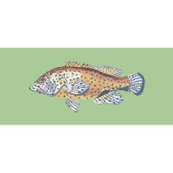 Elizabeth Bradley, The Fishes, VERMILION SEABASS - 28x11 pollici Elizabeth Bradley - 9