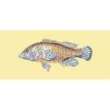 Elizabeth Bradley, The Fishes, VERMILION SEABASS - 28x11 pollici Elizabeth Bradley - 10