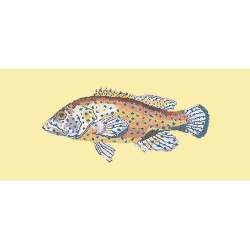 Elizabeth Bradley, The Fishes, VERMILION SEABASS - 28x11 pollici Elizabeth Bradley - 10