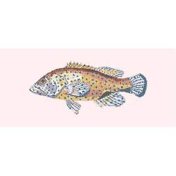 Elizabeth Bradley, The Fishes, VERMILION SEABASS - 28x11 pollici Elizabeth Bradley - 12