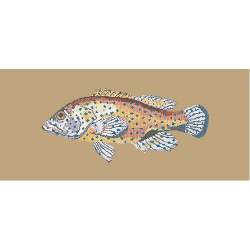 Elizabeth Bradley, The Fishes, VERMILION SEABASS - 28x11 pollici Elizabeth Bradley - 17