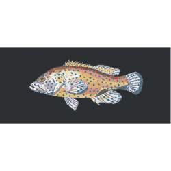 Elizabeth Bradley, The Fishes, VERMILION SEABASS - 28x11 pollici Elizabeth Bradley - 18