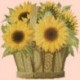 Elizabeth Bradley, Flower Pots, SUNFLOWER BASKET - 16x16 pollici Elizabeth Bradley - 3