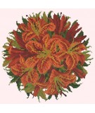 Elizabeth Bradley, Floribunda, LILY BALL - 12x12 pollici Elizabeth Bradley - 1